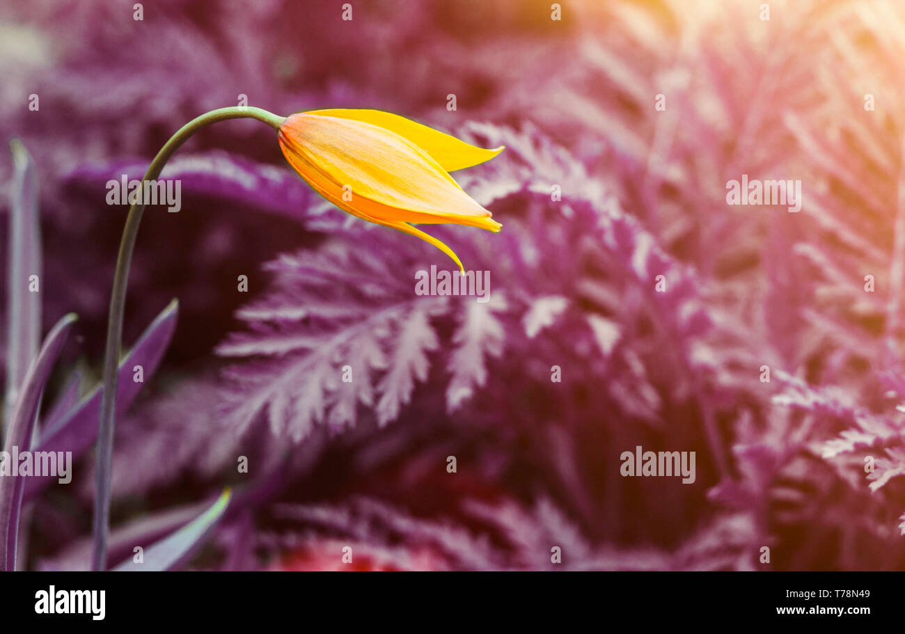 Un jaune vif élégant tulipes sauvages contre fond violet surréaliste Banque D'Images