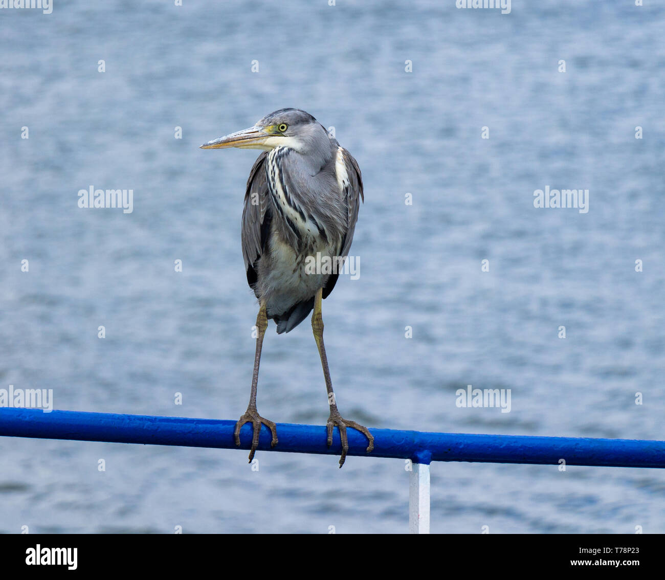 Héron cendré Ardea cinerea dans la plummage perché sur un garde-corps Banque D'Images