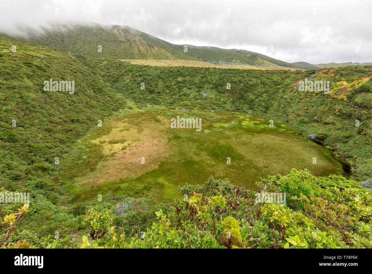 Green verdoyant Lagoa Seca, une caldeira de Flores, le Portugal. Banque D'Images