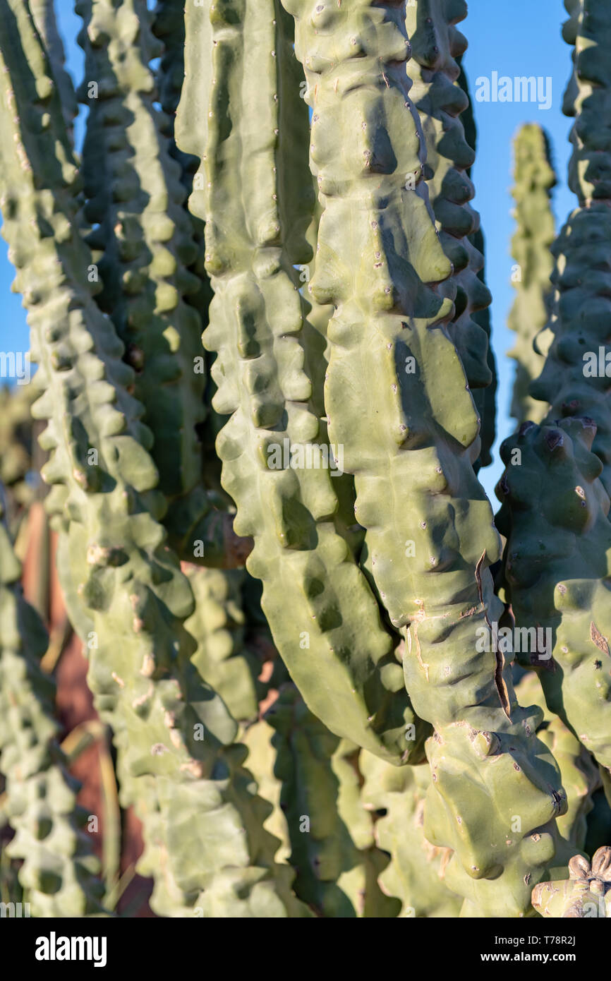 Forma monstrosus Cereus peruvianus monstrosus) (à Tucson, Arizona, USA Banque D'Images