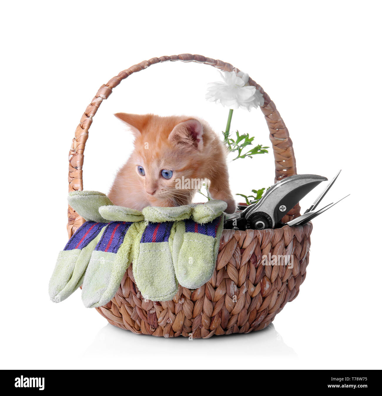 Funny chaton dans panier en osier avec outils de jardin sur fond blanc Banque D'Images