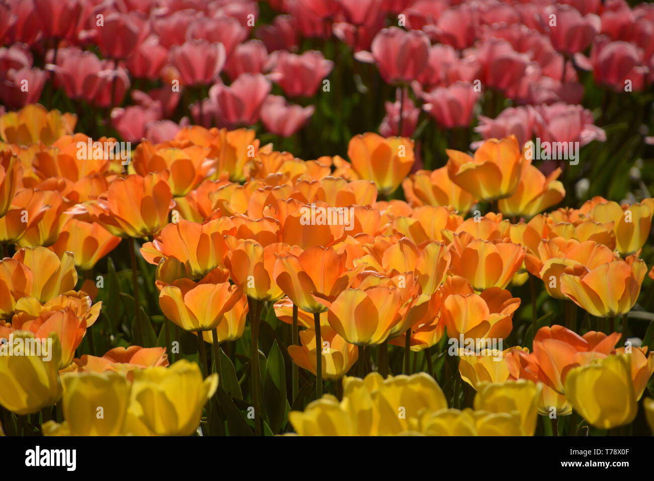 D'interminables champs de tulipes dans différentes couleurs vives au printemps, plusieurs rangées de tulipes en fleurs Banque D'Images