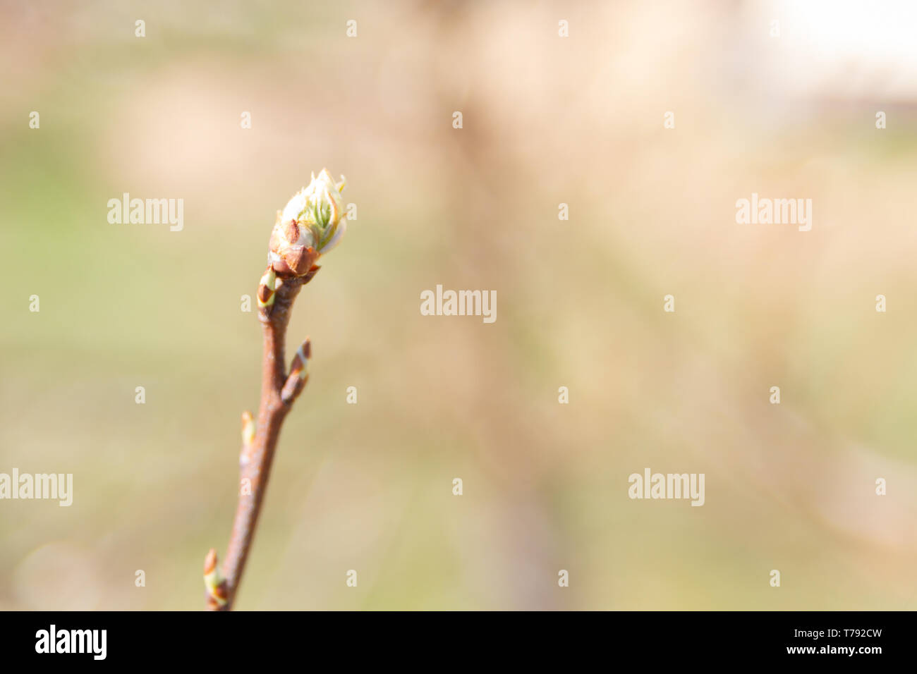 Au début du printemps, les feuilles vertes sur les arbres fleurissent d'bourgeons mûrs Banque D'Images