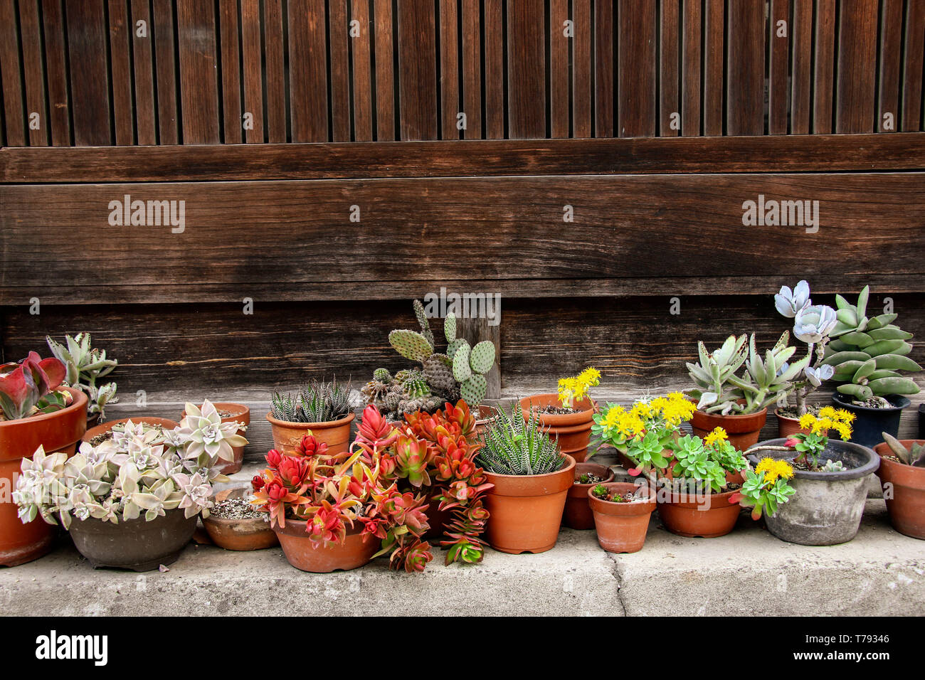 Echeveria mix floraison rose et vert , sedum succulentes plantes pots arrangement Banque D'Images