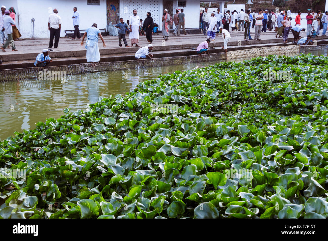 Sylhet, Bangladesh : Les pèlerins font leurs ablutions à l'étang rempli de poissons-chats sacrés à l'extrémité nord du sanctuaire de Hazrat Shah Jalal (un re Banque D'Images