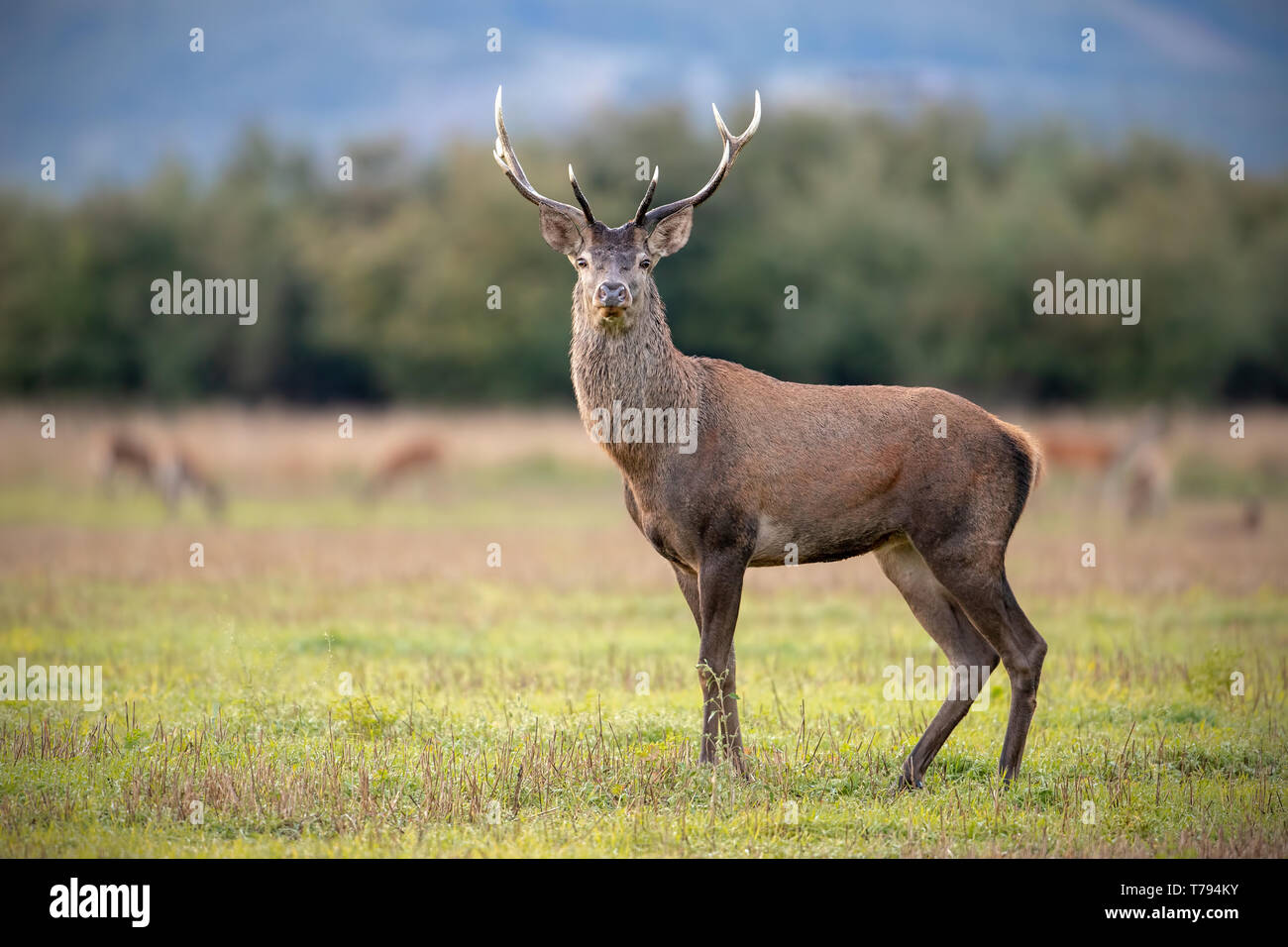 Les jeunes red deer, Cervus elaphus, stag en automne, regardant avec reste du troupeau en arrière-plan. Animaux sauvages dans la nature. Banque D'Images