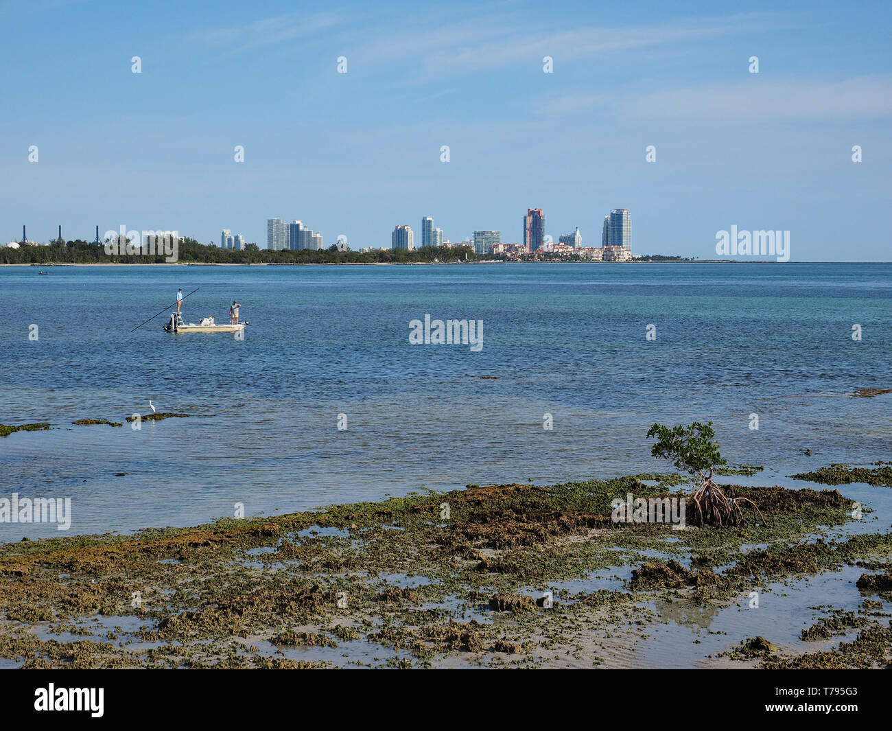 Les pêcheurs de corail fossilisé dans Bear Cut sur Key Biscayne, en Floride, à marée basse avec des immeubles de Miami Beach dans l'arrière-plan. Banque D'Images