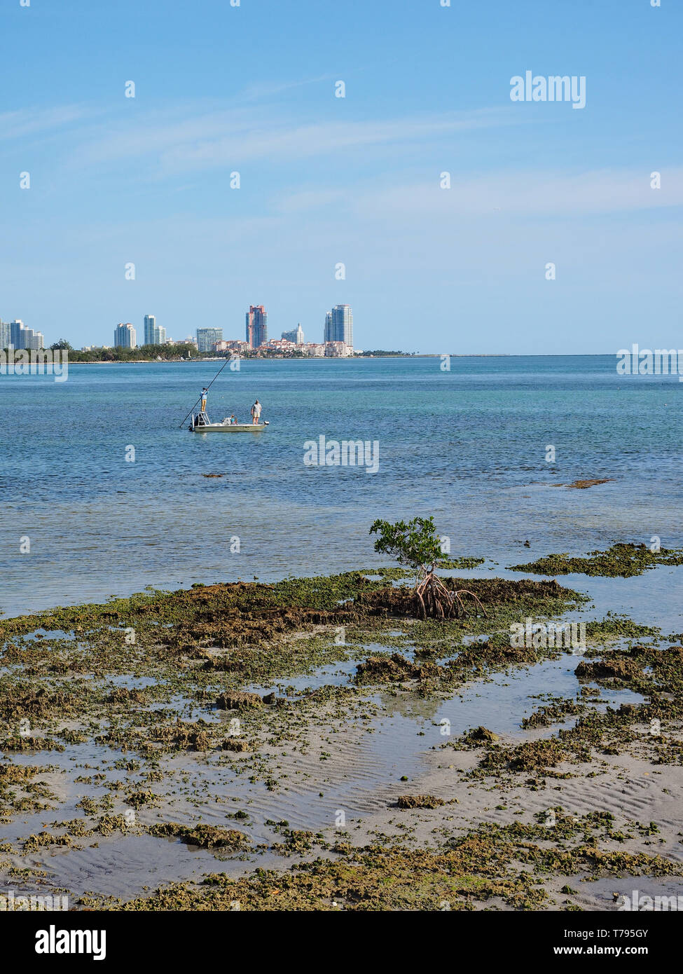 Les pêcheurs de corail fossilisé dans Bear Cut sur Key Biscayne, en Floride, à marée basse avec des immeubles de Miami Beach dans l'arrière-plan. Banque D'Images