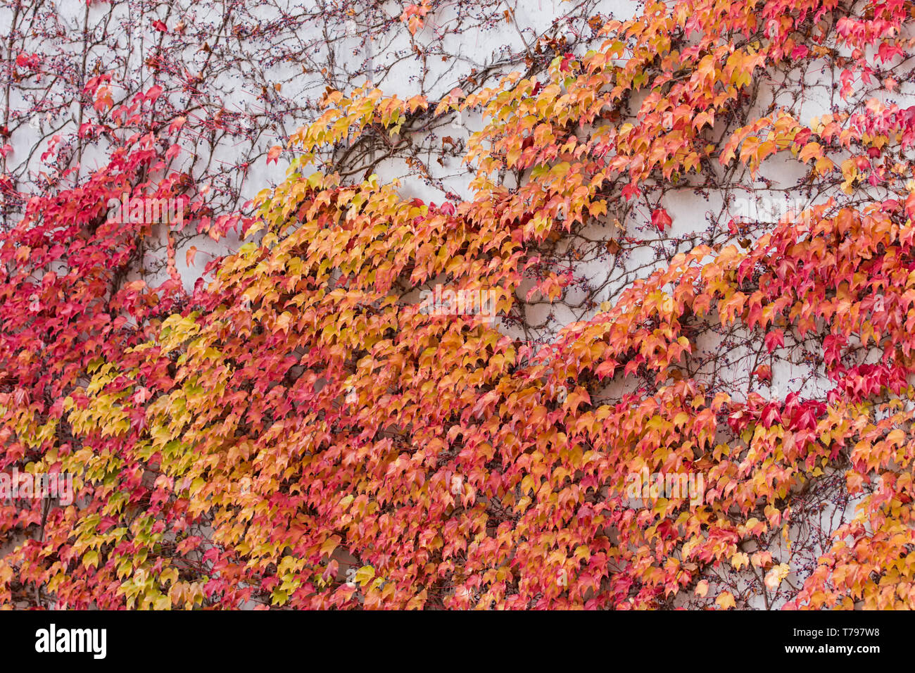 Rouge, vert et orange feuilles de du Parthenocissus tricuspidata veitchii croissant sur la façade d'un biulding. Également appelé Boston ivy, ivy raisin, japonais Banque D'Images