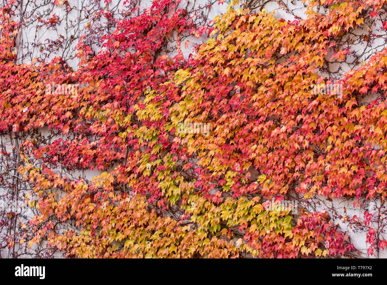 Rouge, vert et orange feuilles de du Parthenocissus tricuspidata veitchii croissant sur la façade d'un biulding. Également appelé Boston ivy, ivy raisin, japonais Banque D'Images