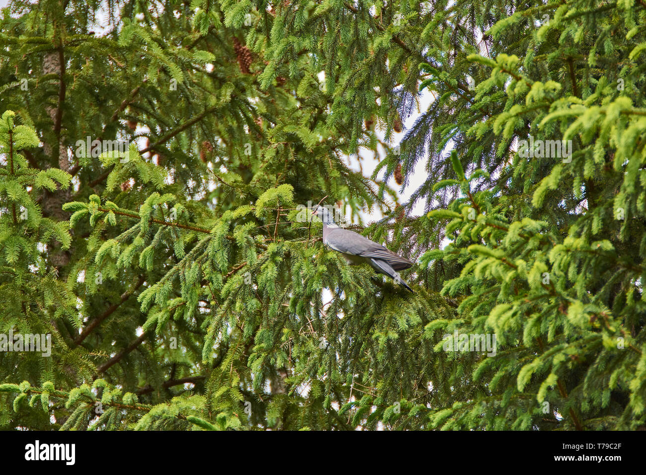 La politique commune de pigeon ramier (Columba palumbus) avec une brindille dans le bec Banque D'Images