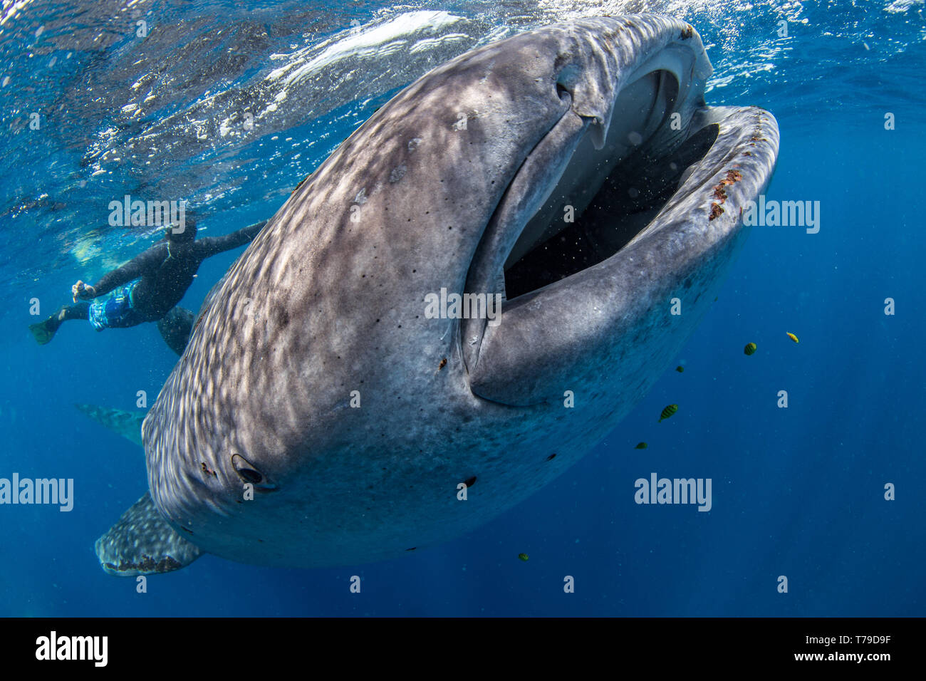 Tour guide plongée avec un jeune requin baleine Rhincodon typus ( ) se nourrissant de la surface dans le compartiment de Honda, Puerto Princesa, Palawan, aux Philippines. Banque D'Images