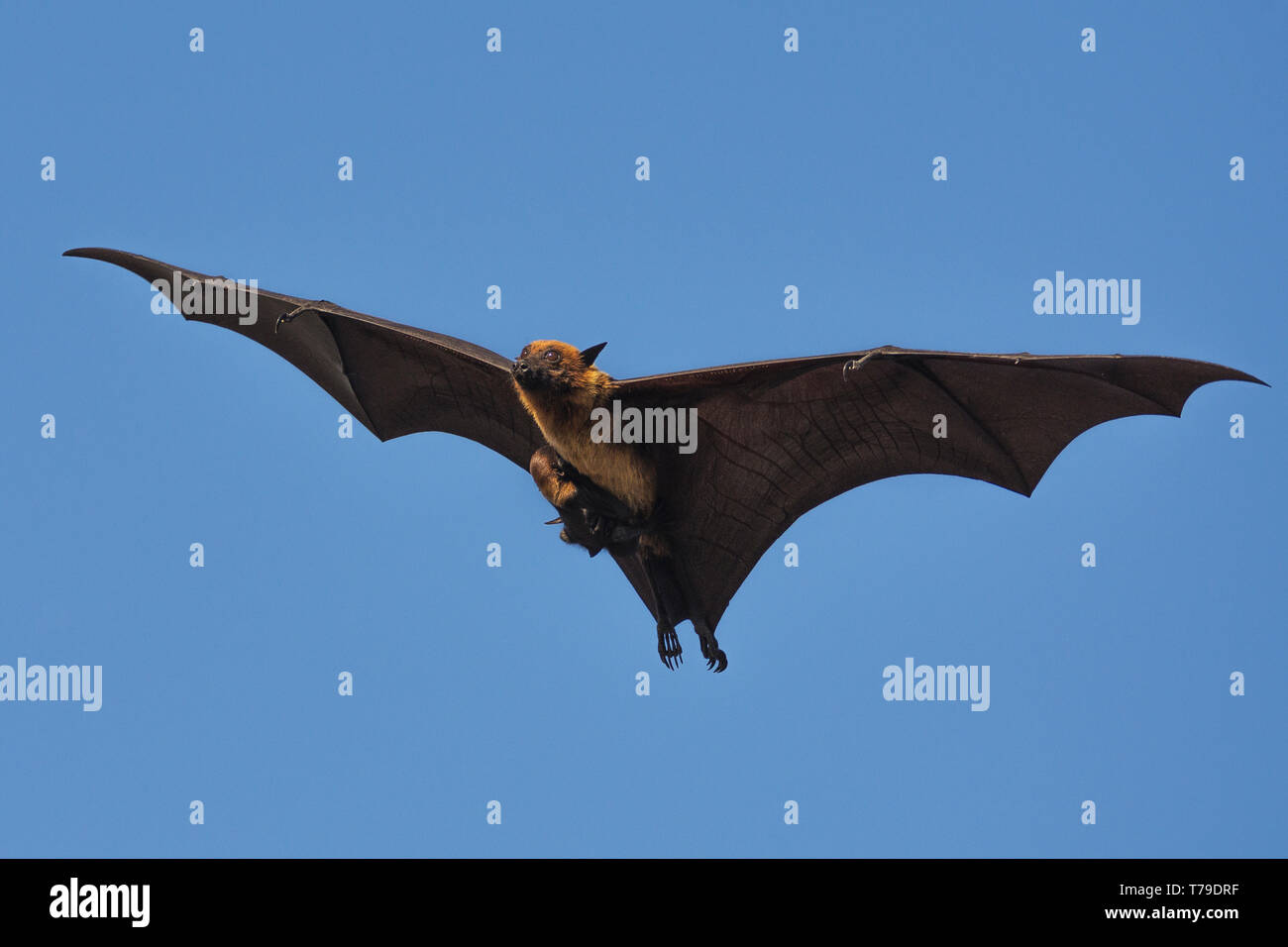 Indian flying fox (Pteropus giganteus) ou le plus grand fruit indien bateau volant avec pup Banque D'Images