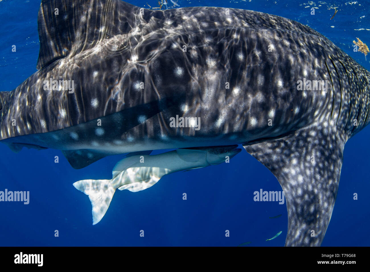 Jeune requin baleine Rhincodon typus ( ) avec un conjoint (remora Remora remora) fixé dans le compartiment de Honda, Puerto Princesa, Palawan, aux Philippines. Banque D'Images