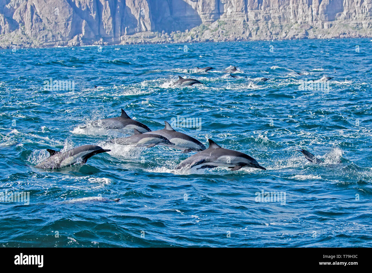 Dauphin commun (Delphinus delphis) superpod approchant le bateau pour bowriding et équitation le service des vagues, Baja California Banque D'Images