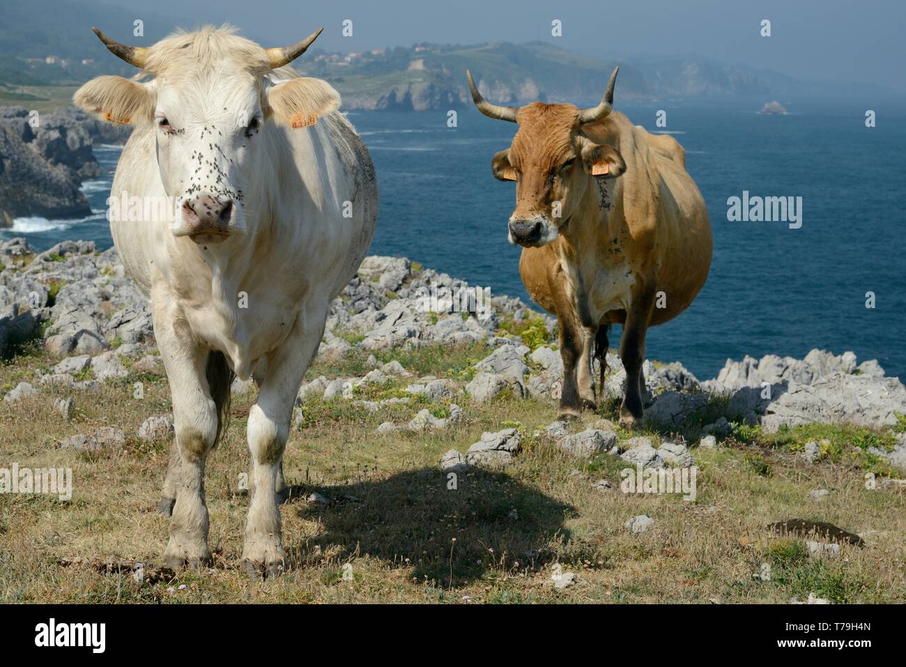 La montagne asturienne bovins (Bos taurus) sur la falaise à la mer de l'Atlantique dans l'arrière-plan, près de Onís, Asturias, Espagne, août. Banque D'Images