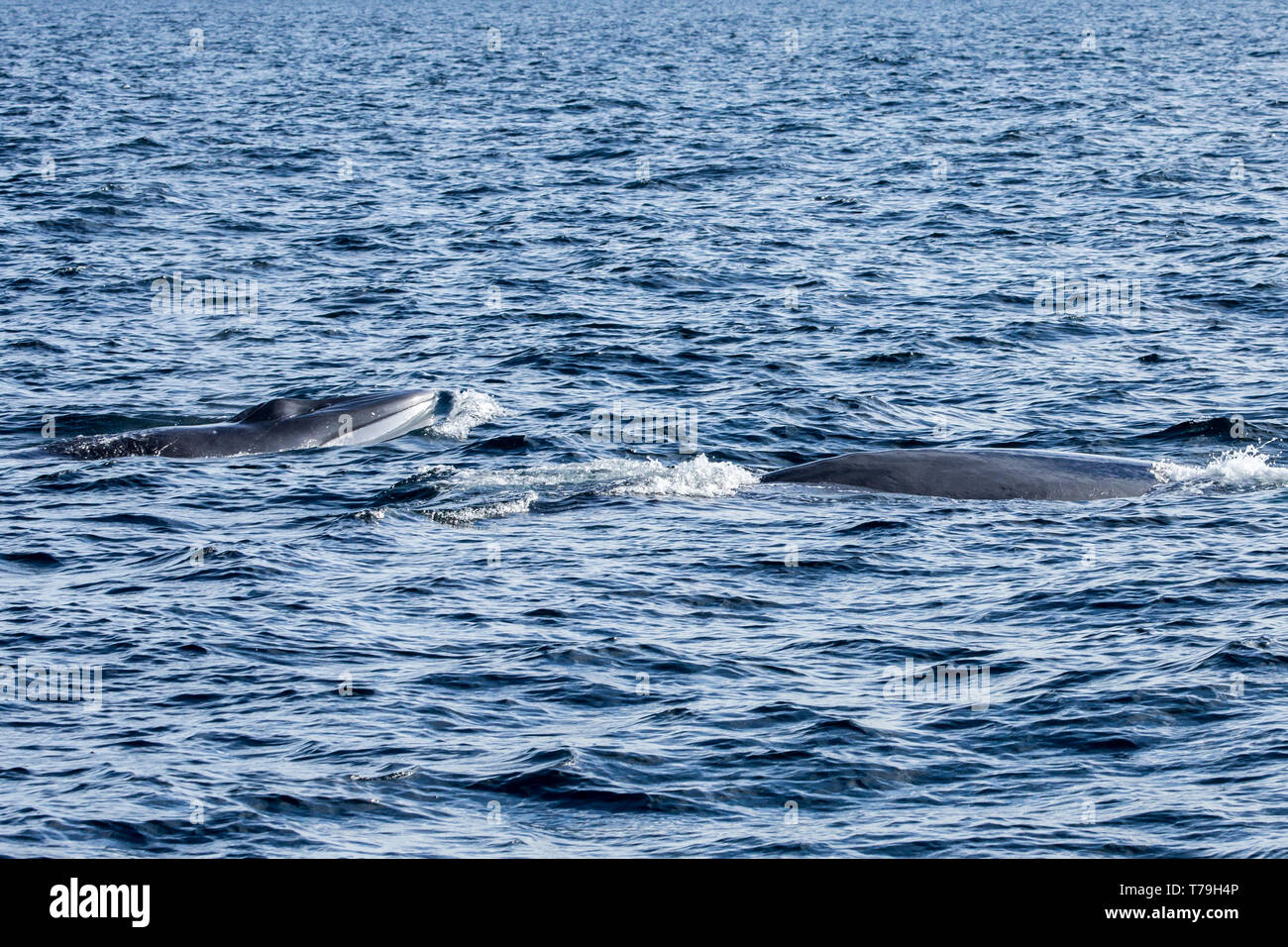 Rorqual commun (Balaenoptera physalus), également connu sous le nom de rorquals, baleines mère et son petit surfaçage, Mer de Cortex, Mexique Banque D'Images