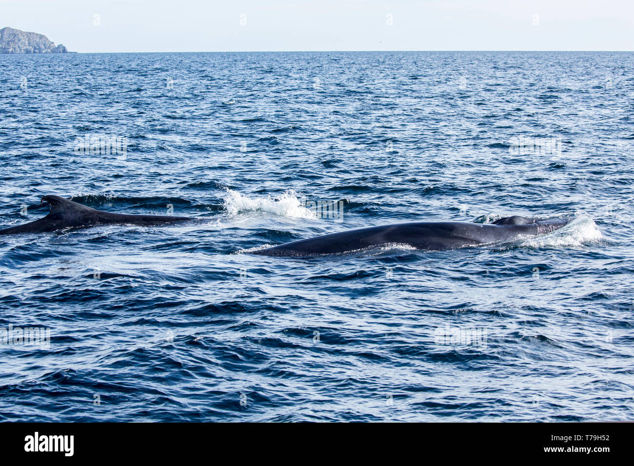 Rorqual commun (Balaenoptera physalus), également connu sous le nom de rorquals, baleines mère et son petit surfaçage, Mer de Cortex, Mexique Banque D'Images