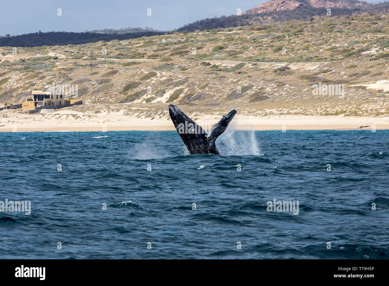 Friendly Baleine à bosse (Megaptera novaeangliae) jouer et violer dans leur aire d'alimentation d'hiver à Baja California Banque D'Images