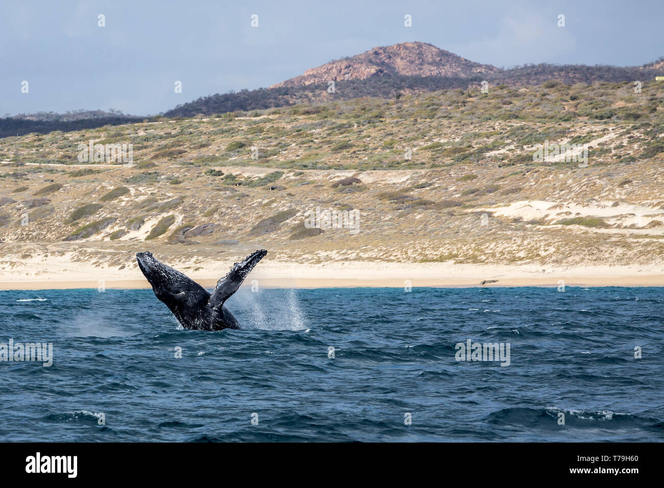 Friendly Baleine à bosse (Megaptera novaeangliae) jouer et violer dans leur aire d'alimentation d'hiver à Baja California Banque D'Images