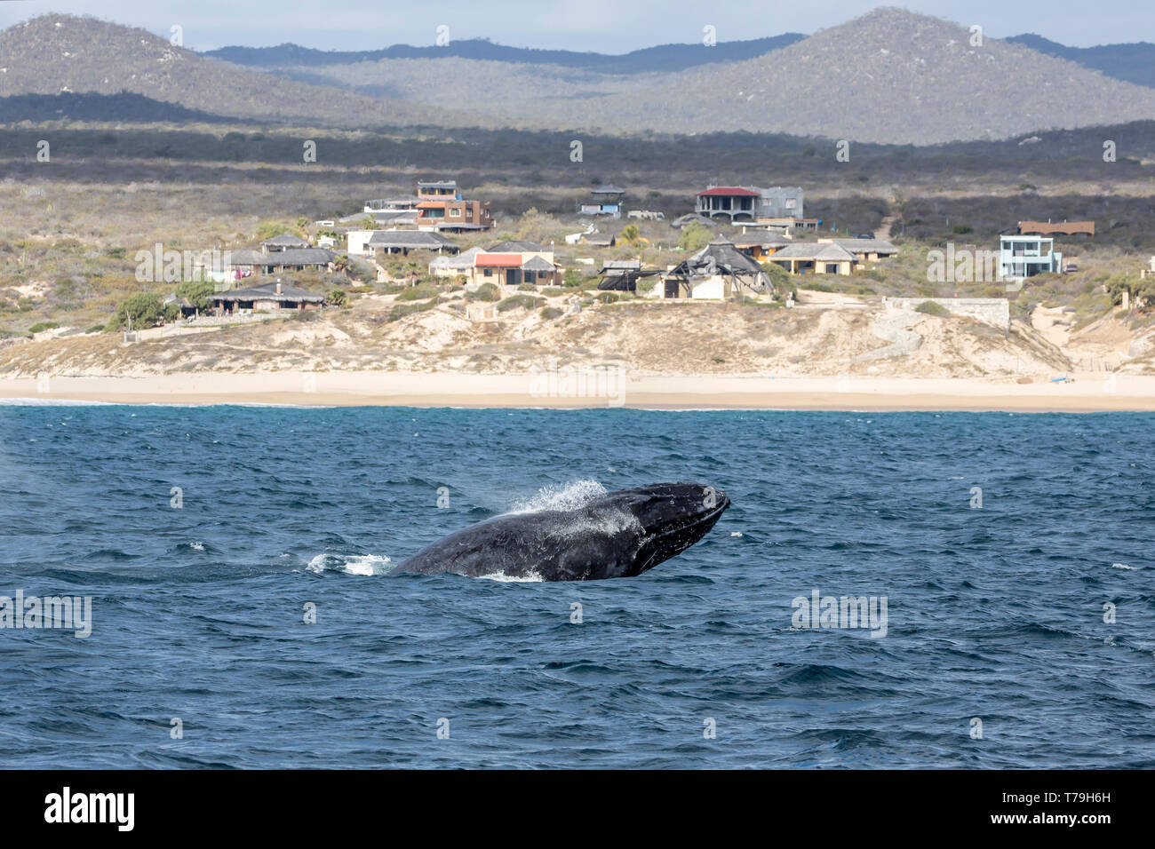 Friendly Baleine à bosse (Megaptera novaeangliae) jouer et violer dans leur aire d'alimentation d'hiver à Baja California Banque D'Images