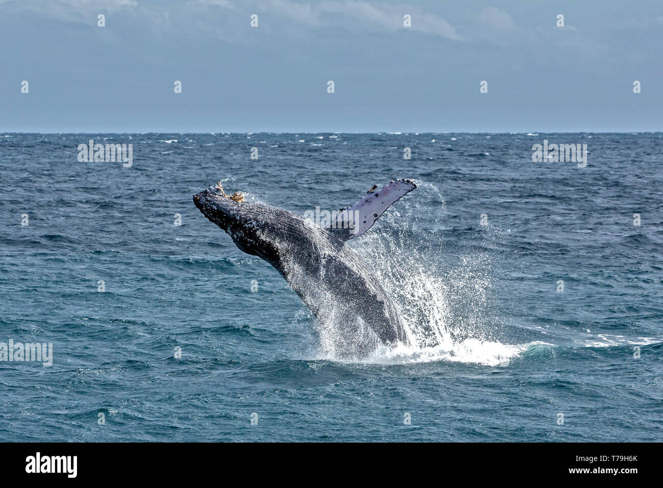 Une baleine à bosse (Megaptera novaeangliae) enfreindre veaux dans leur aire d'alimentation d'hiver à Baja California Banque D'Images
