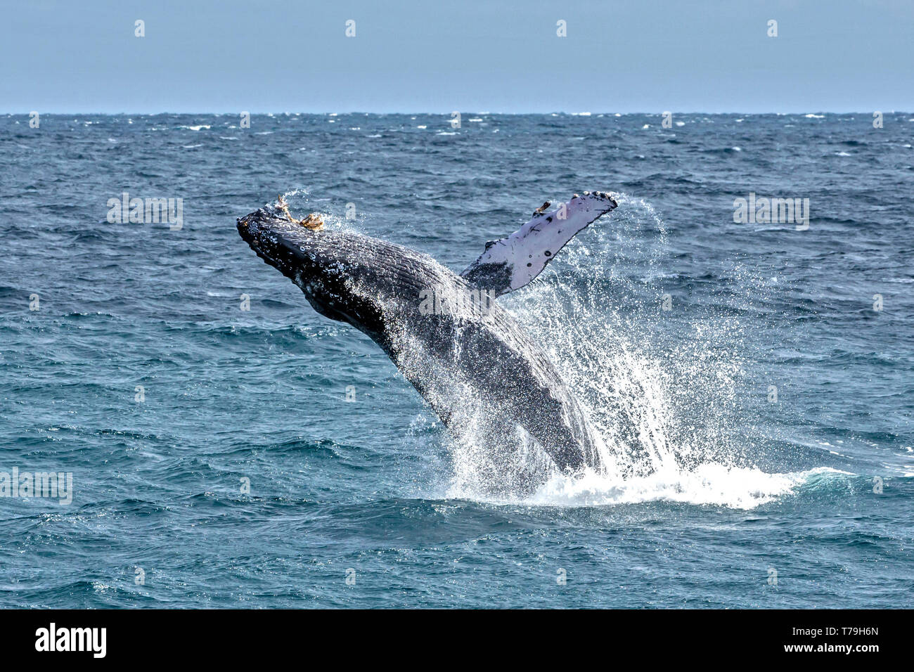 Une baleine à bosse (Megaptera novaeangliae) enfreindre veaux dans leur aire d'alimentation d'hiver à Baja California Banque D'Images