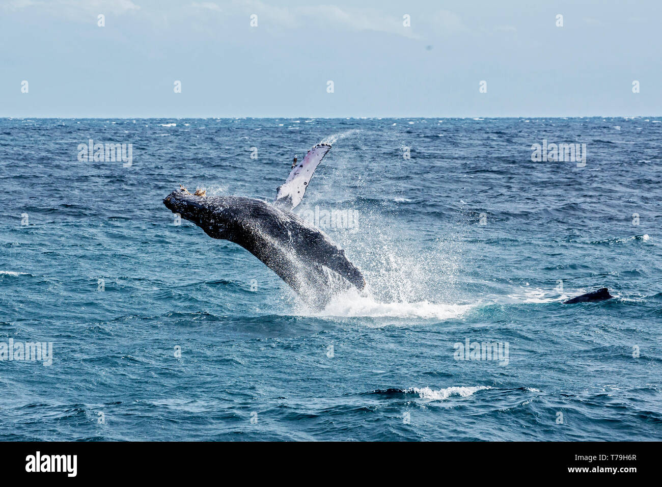 Une baleine à bosse (Megaptera novaeangliae) enfreindre veaux dans leur aire d'alimentation d'hiver à Baja California Banque D'Images