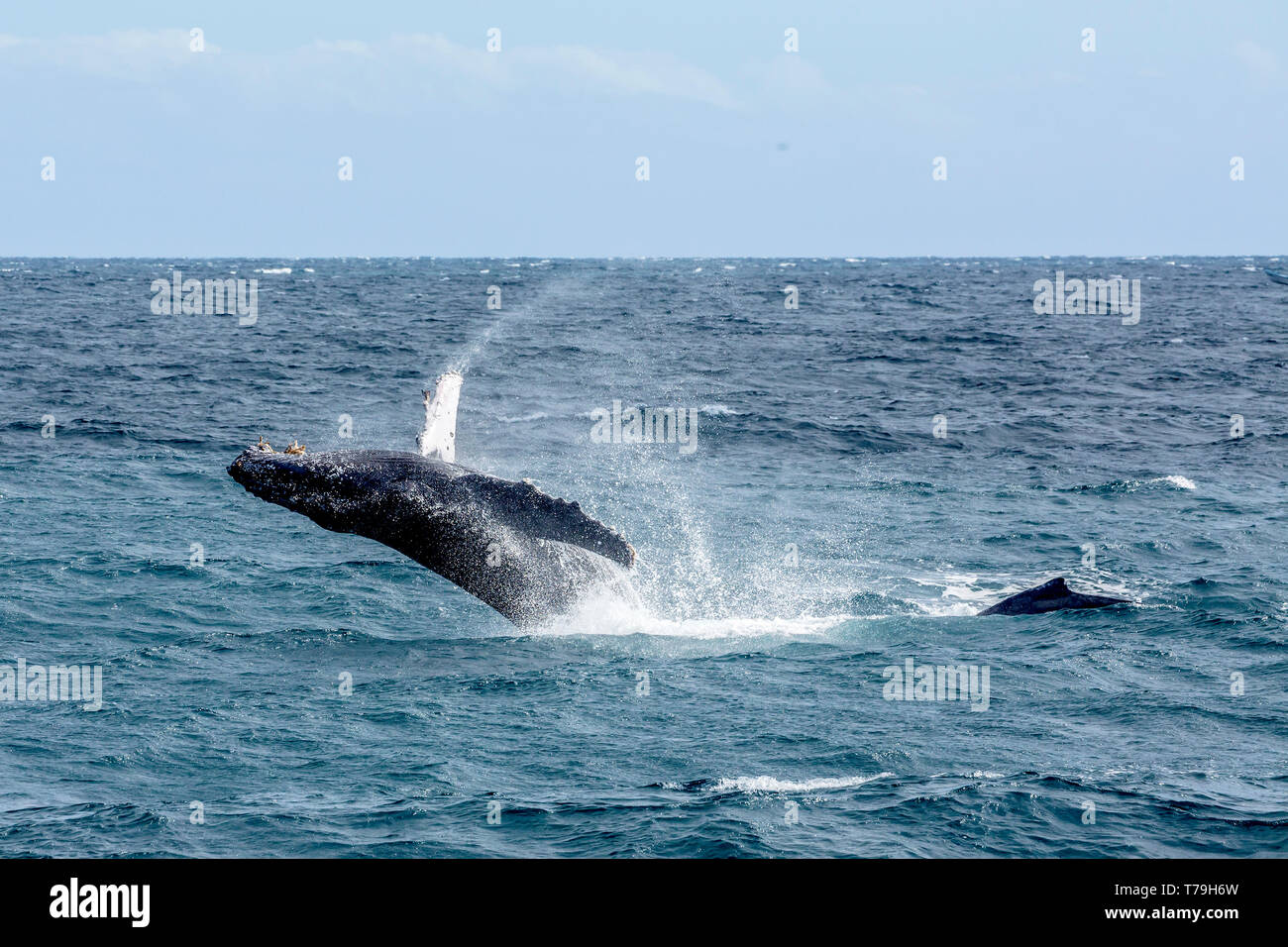 Une baleine à bosse (Megaptera novaeangliae) enfreindre veaux dans leur aire d'alimentation d'hiver à Baja California Banque D'Images