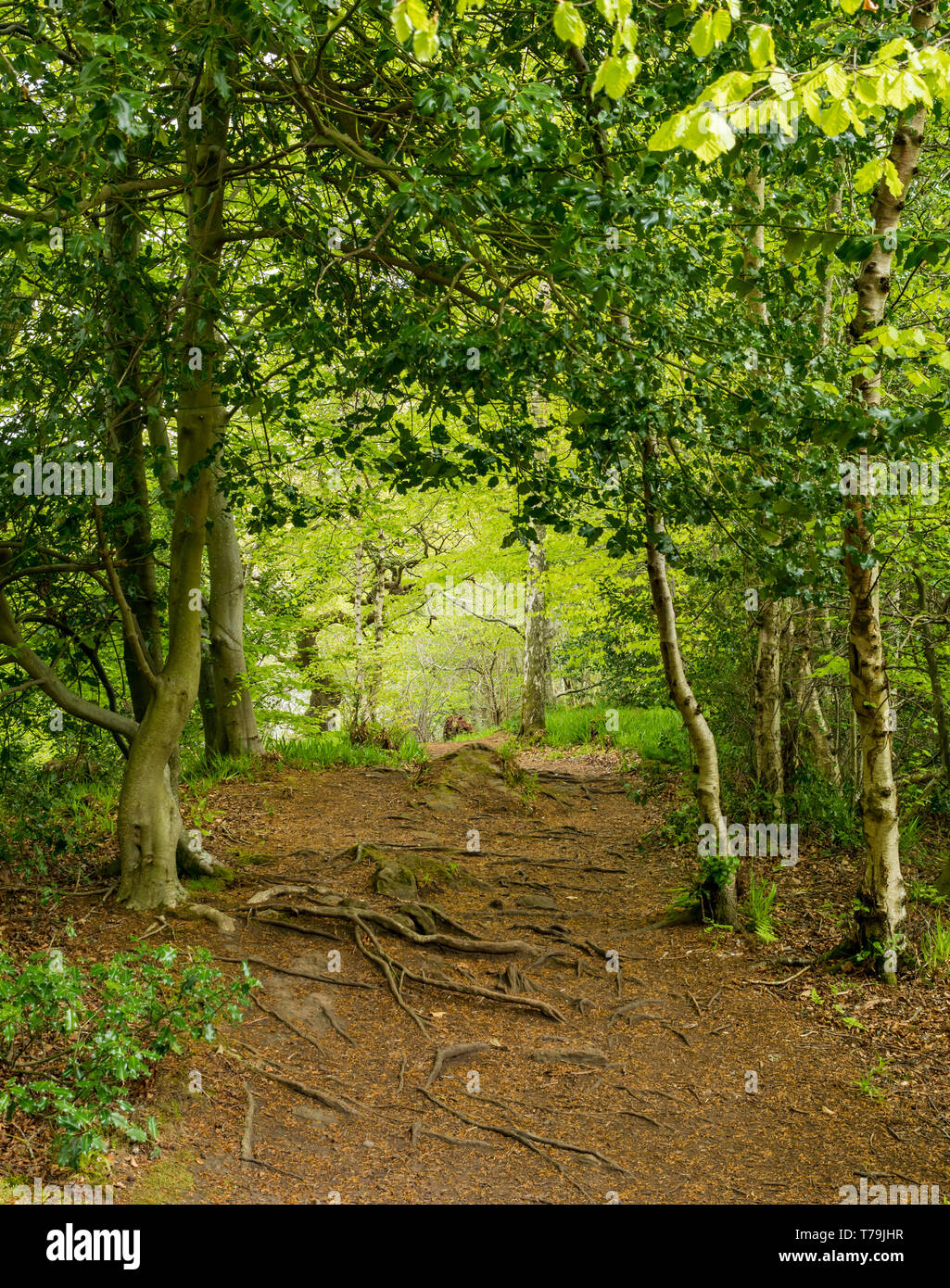 Chemin menant à travers la forêt des bois avec des racines d'arbre, Pressmennan Bois, East Lothian, Scotland, UK Banque D'Images