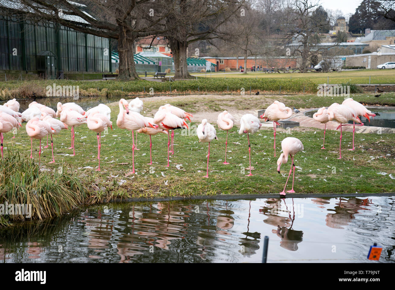 Les oiseaux dans le zoo Banque D'Images