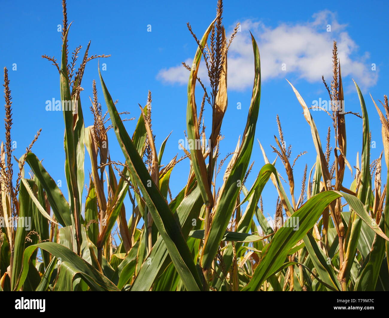 La floraison des tiges de maïs contre un ciel bleu, des montagnes, de l'Ontario, Canada. Banque D'Images