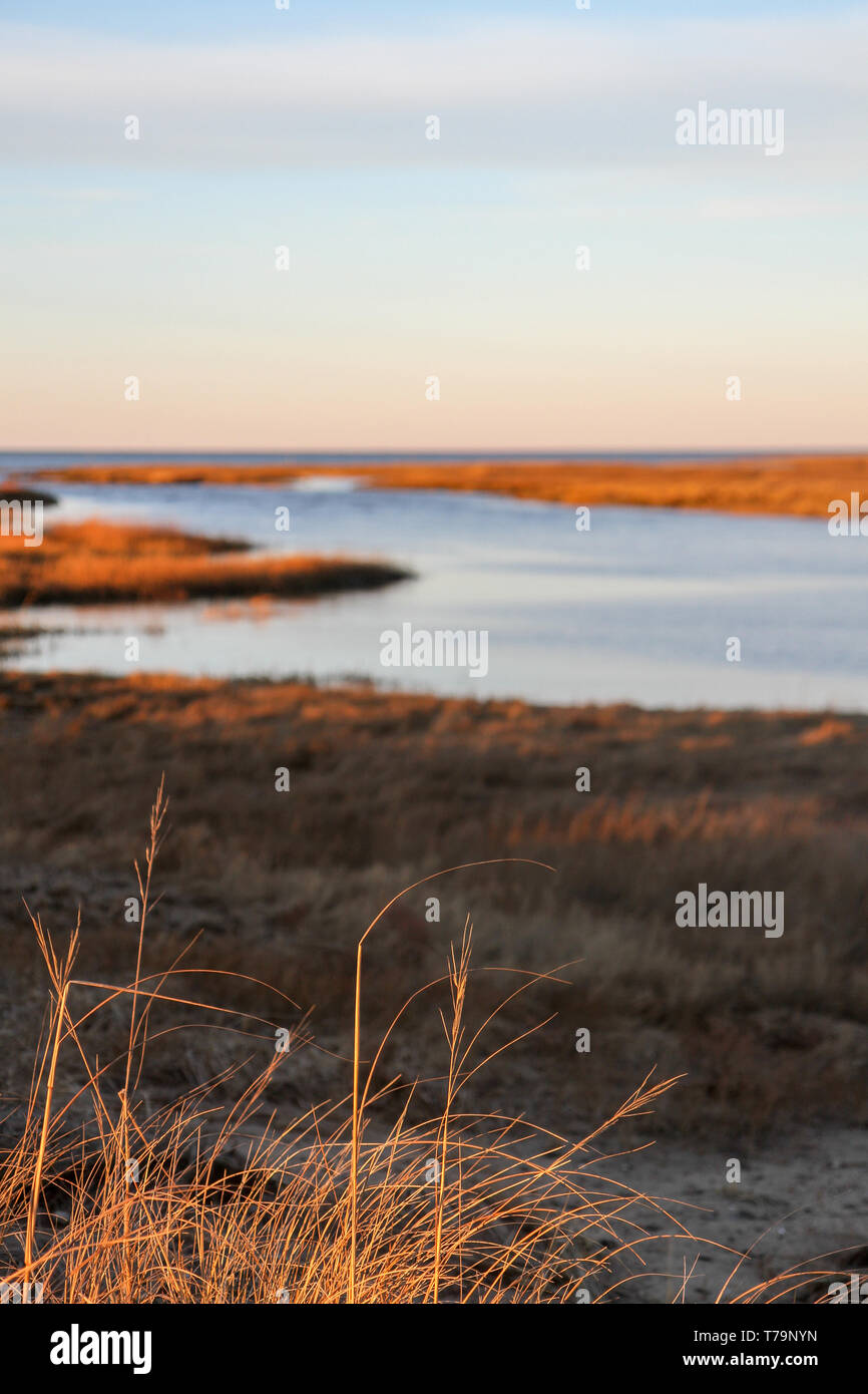 Plage de graminées, les zones humides en arrière-plan, Cape Cod, Massachusetts, United States Banque D'Images