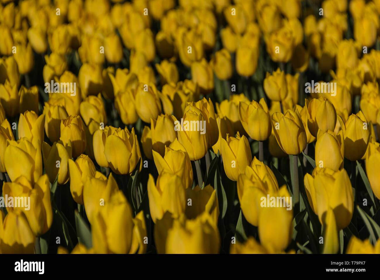 Champ de tulipes jaunes en fleurs au printemps beau fonds de Banque D'Images