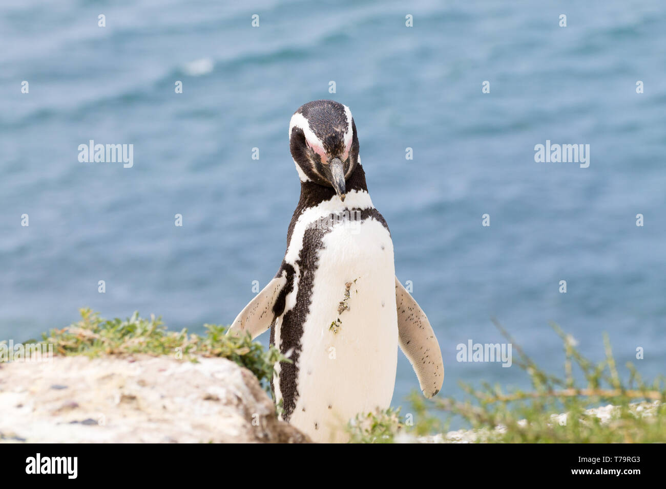 Serin cini de Caleta Valdes colonie de pingouins, Patagonie, Argentine. La faune de l'Argentine Banque D'Images