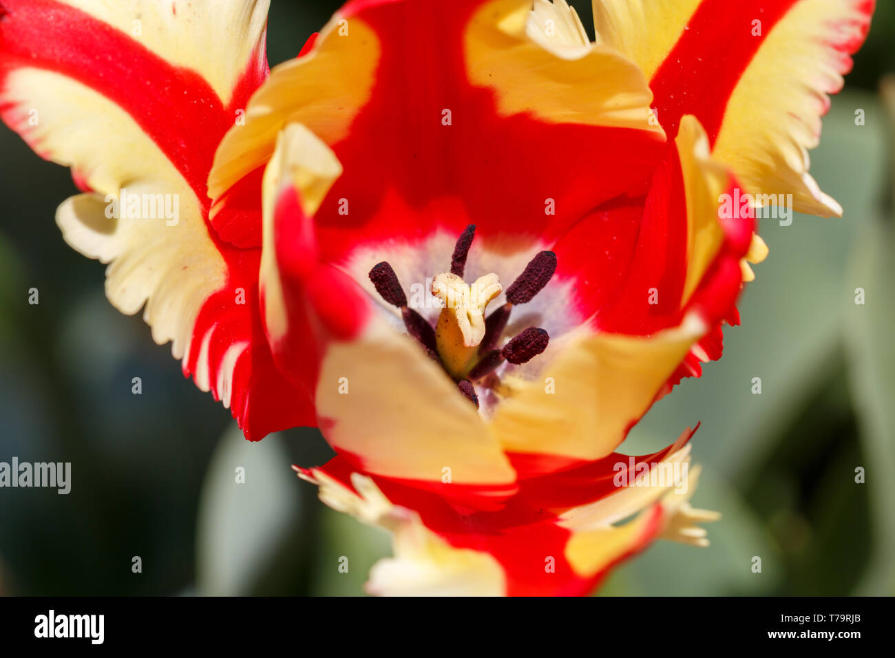 Featherd rouge et jaune Parrot Tulip Flower Banque D'Images
