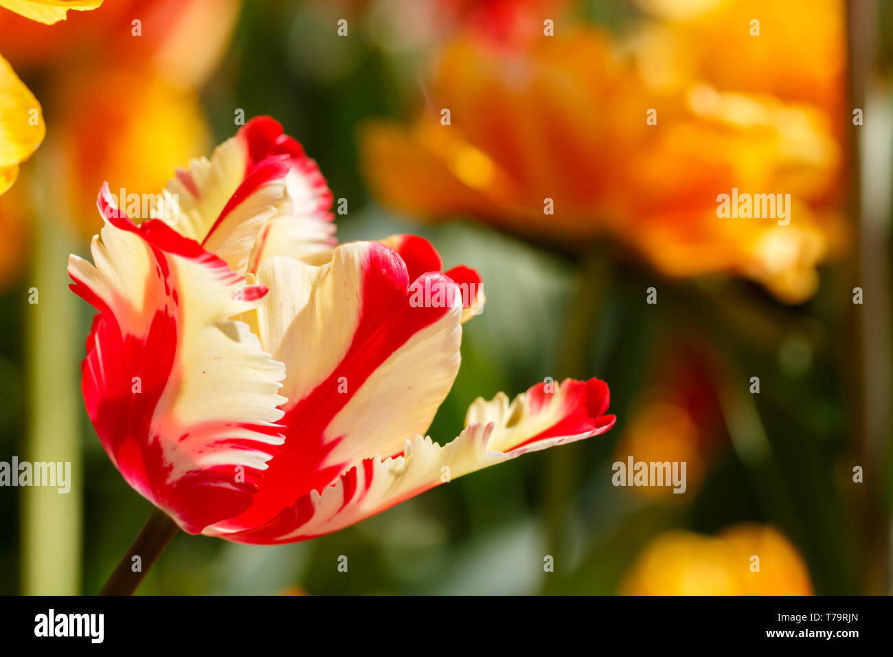 Featherd rouge et jaune Parrot Tulip Flower Banque D'Images