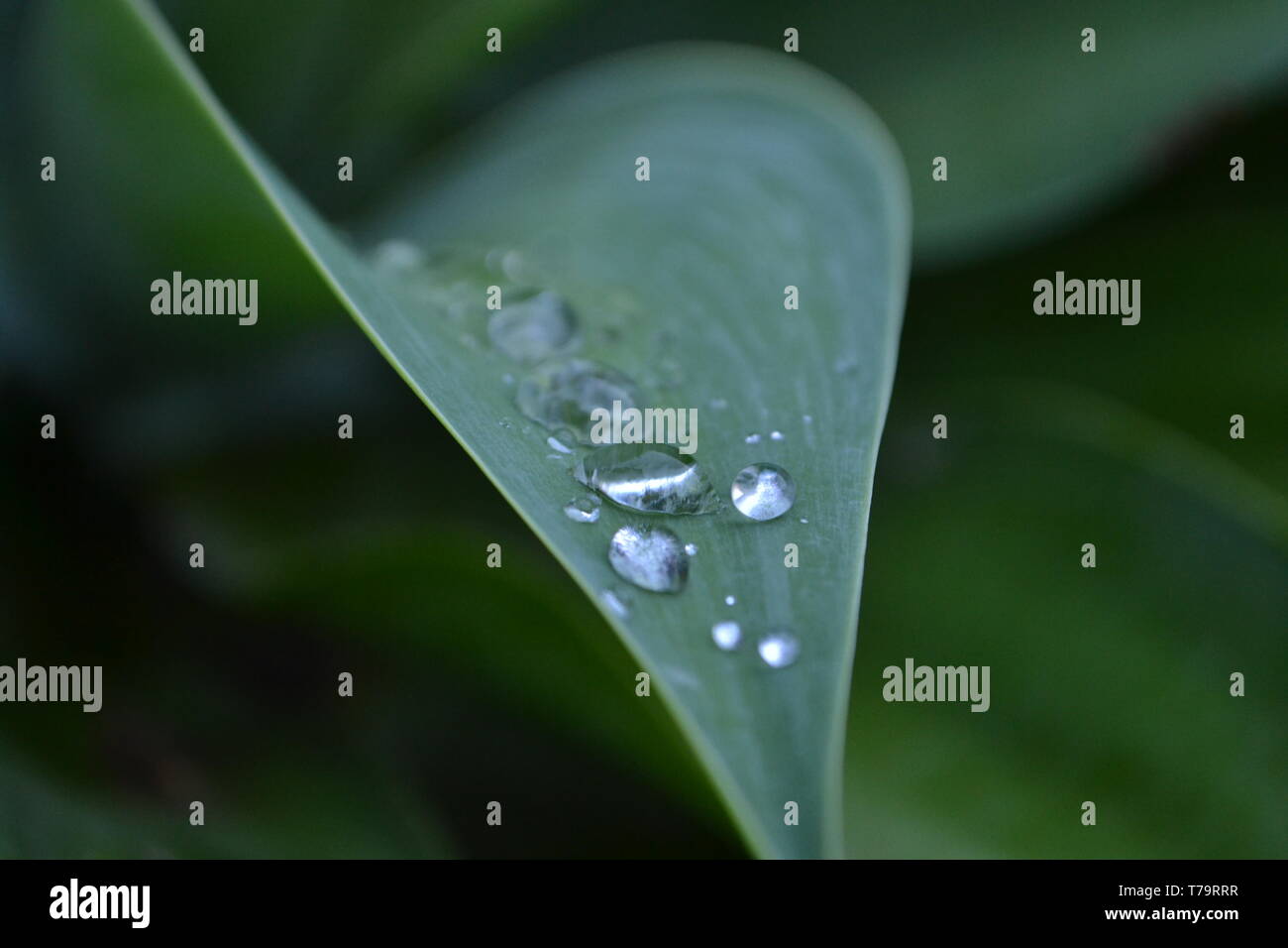 Gouttes d'eau sur leaf - macro Banque D'Images