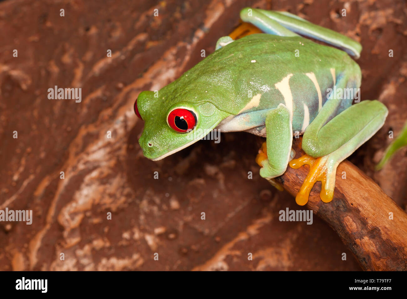 Red-eyed tree frog looking down Banque D'Images