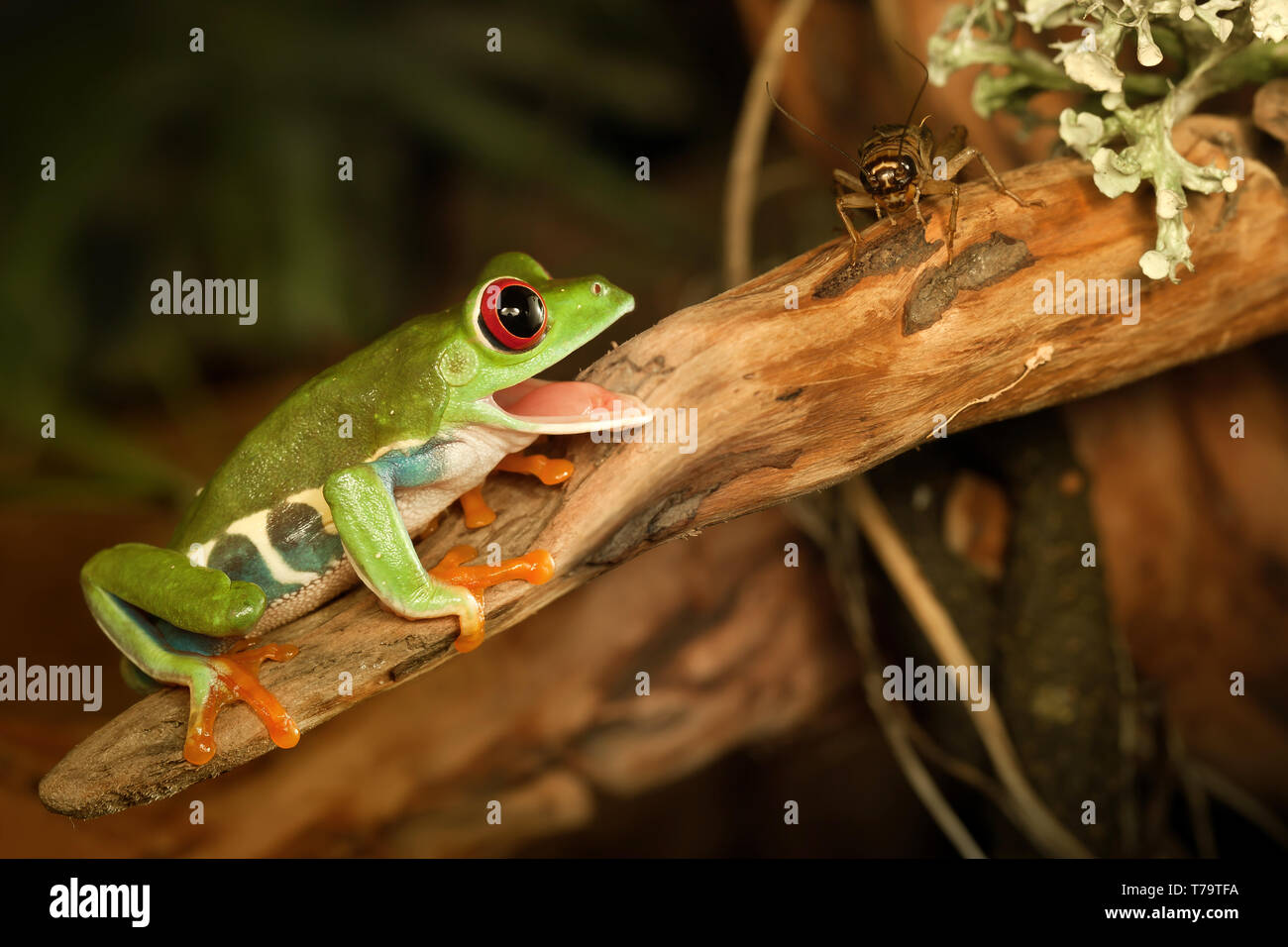 Les yeux rouges de chasse grenouille le grillon Banque D'Images