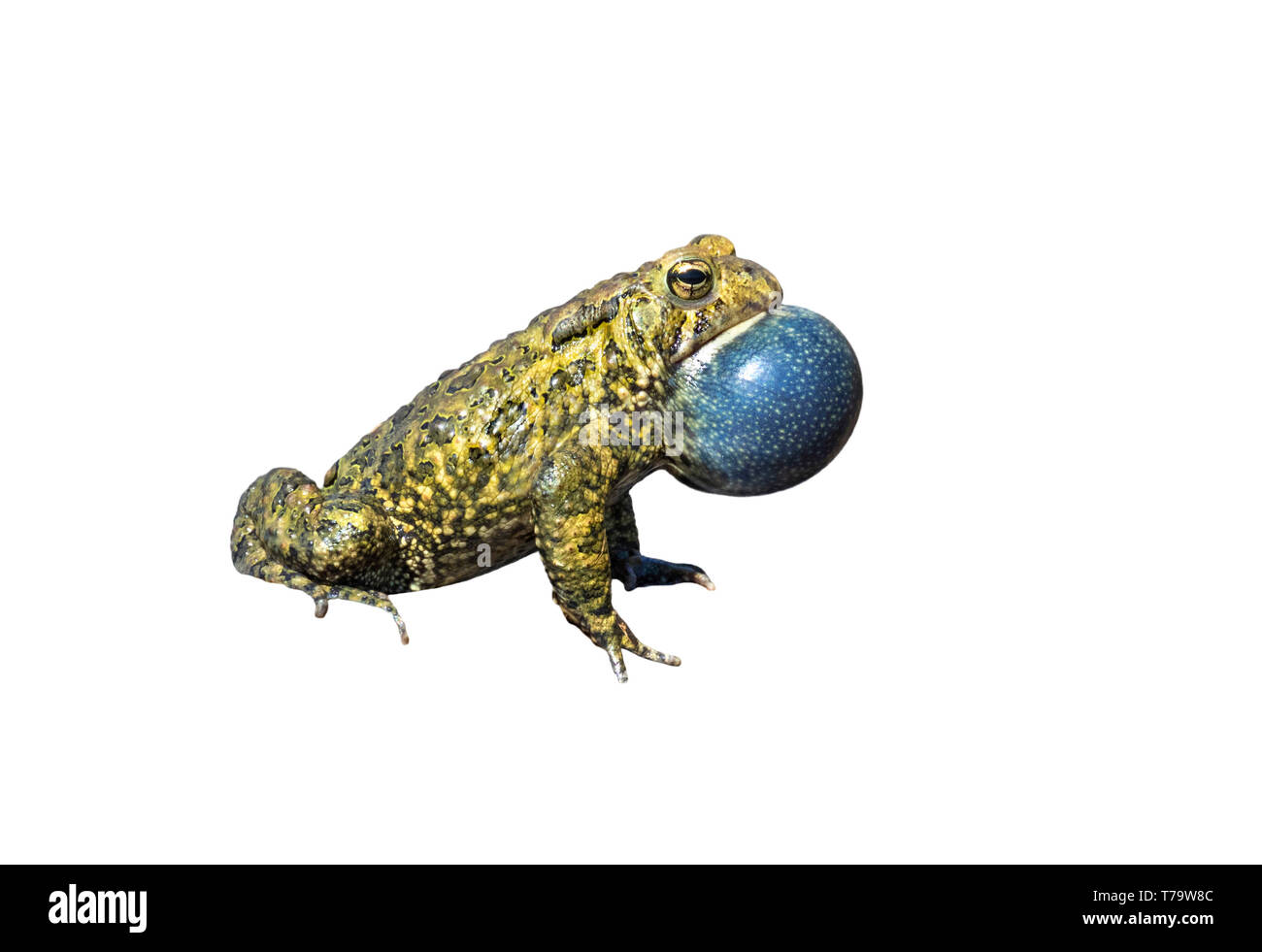 Crapaud d'Amérique (Anaxyrus americanus) mâle appelant, sac gonflé ; isolé sur fond blanc Banque D'Images