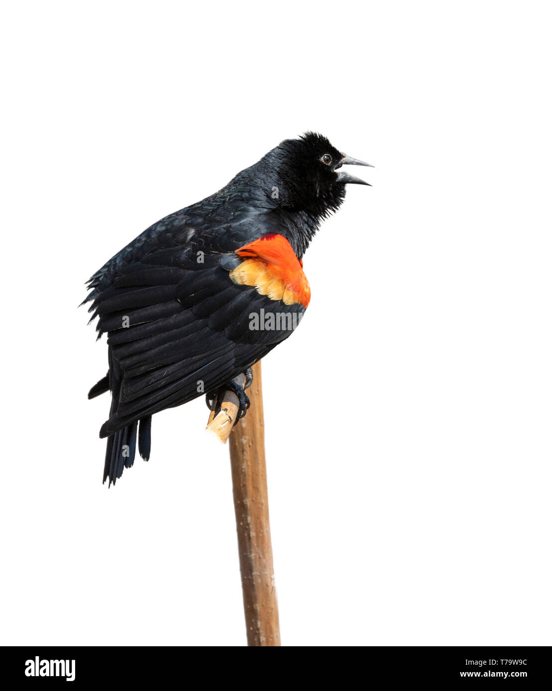 Carouge à épaulettes (Agelaius phoeniceus) mâle chantant, isolé sur fond blanc, chemin de découpe joint. Banque D'Images