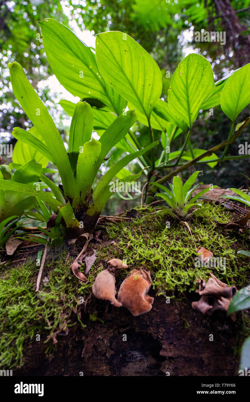 Aux champignons et à grandes feuilles sur un arbre dans la forêt Mata Atlantica dans Iporanga, PETAR, Brésil Banque D'Images