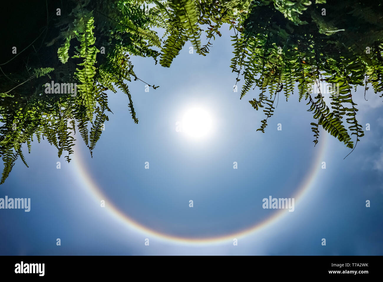 pics Arc En Ciel Circulaire Autour Du Soleil https www alamyimages fr soleil magnifique halo l arc en ciel circulaire autour du soleil dans le ciel ce moment est apparu en thailande en 2016 image245469551 html