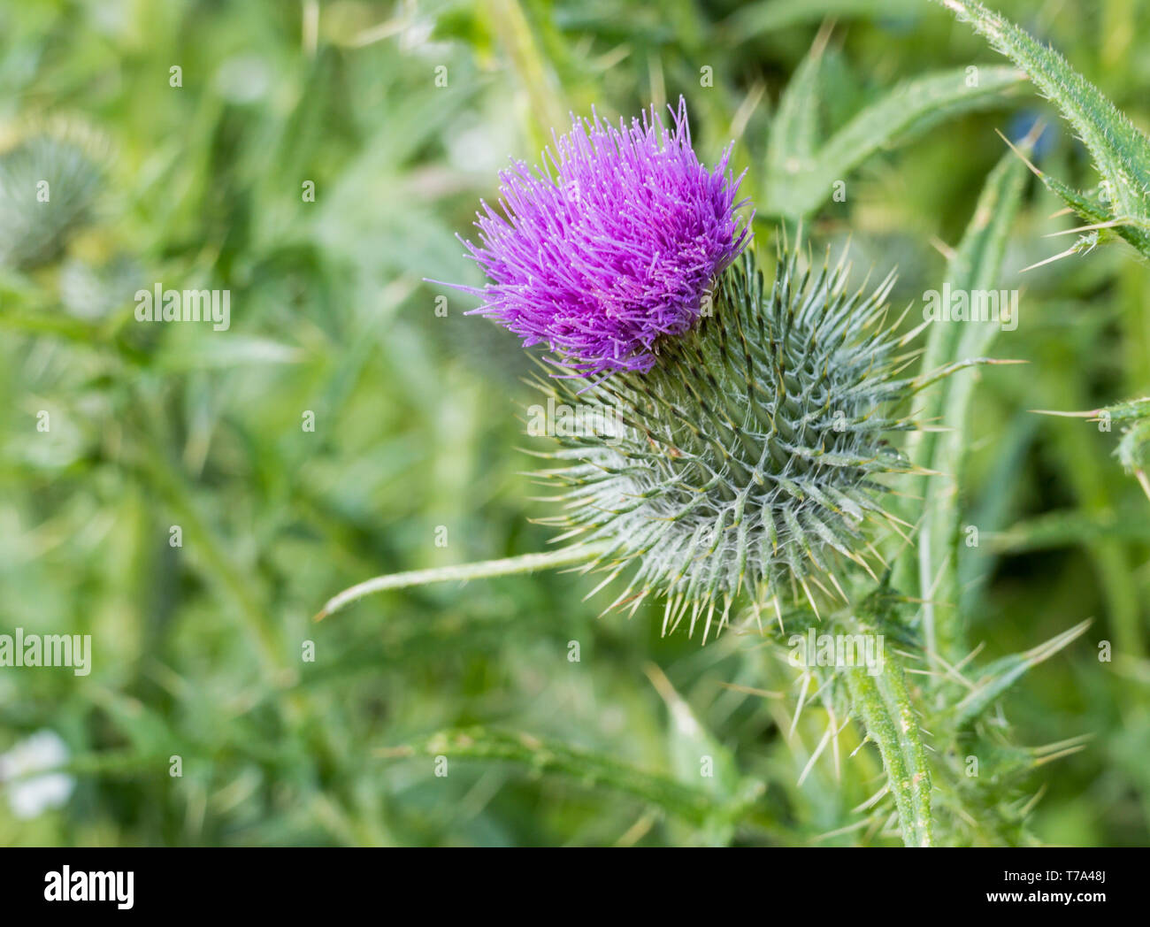 Le cardon (Cynara cardunculus) aussi appelé l'artichaut cardon vue rapprochée Banque D'Images
