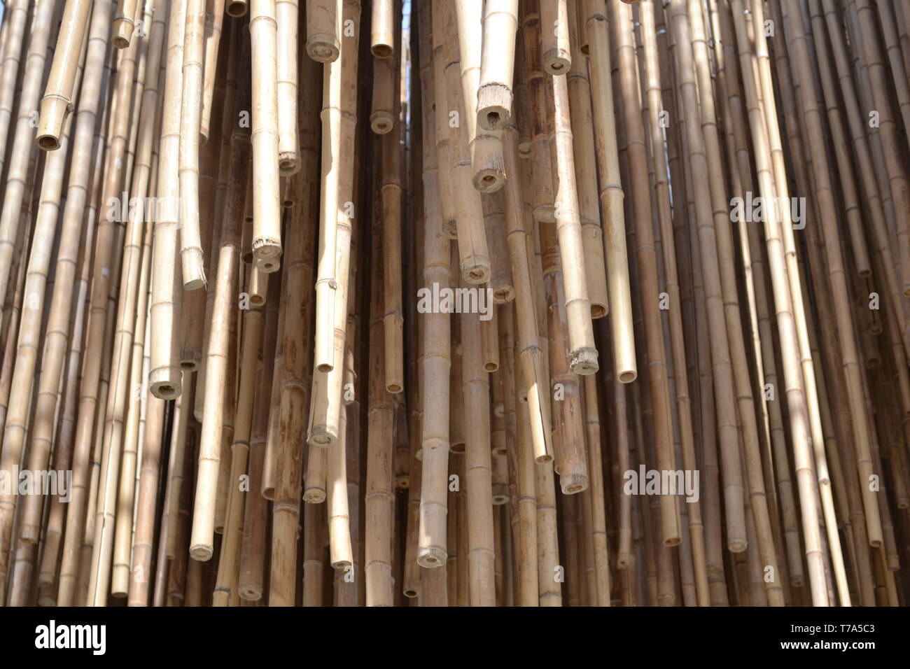 Close-up vue de grand groupe de cannes de bambou en attente installé pour l'isolation contre l'espace chauffage par les rayons du soleil dans la zone d'exposition. Banque D'Images