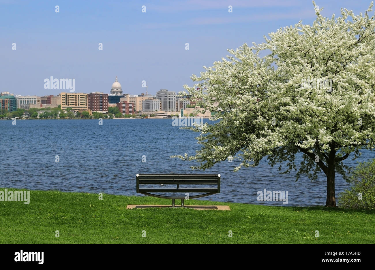 Journée de printemps ensoleillée avec de beaux paysage urbain et d'arbres en fleurs sur un banc de premier plan. Vue panoramique sur le lac Monona de l'Olin city park. Banque D'Images
