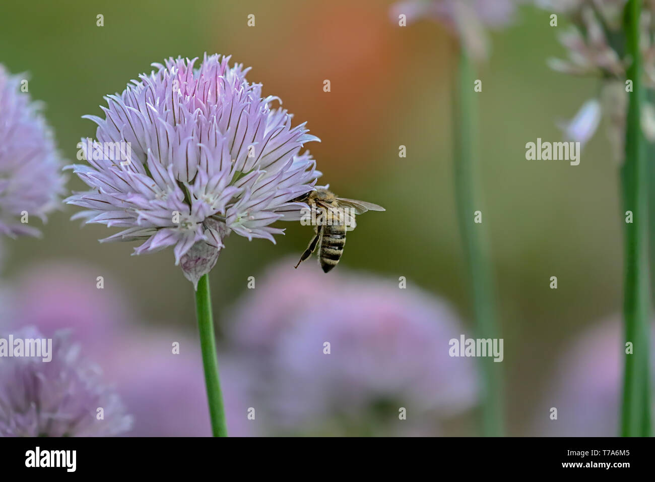 Fleur de ciboulette avec flying bee Banque D'Images