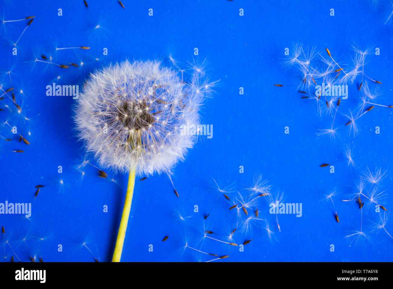 Fleurs de pissenlit et les graines sur fond bleu Banque D'Images