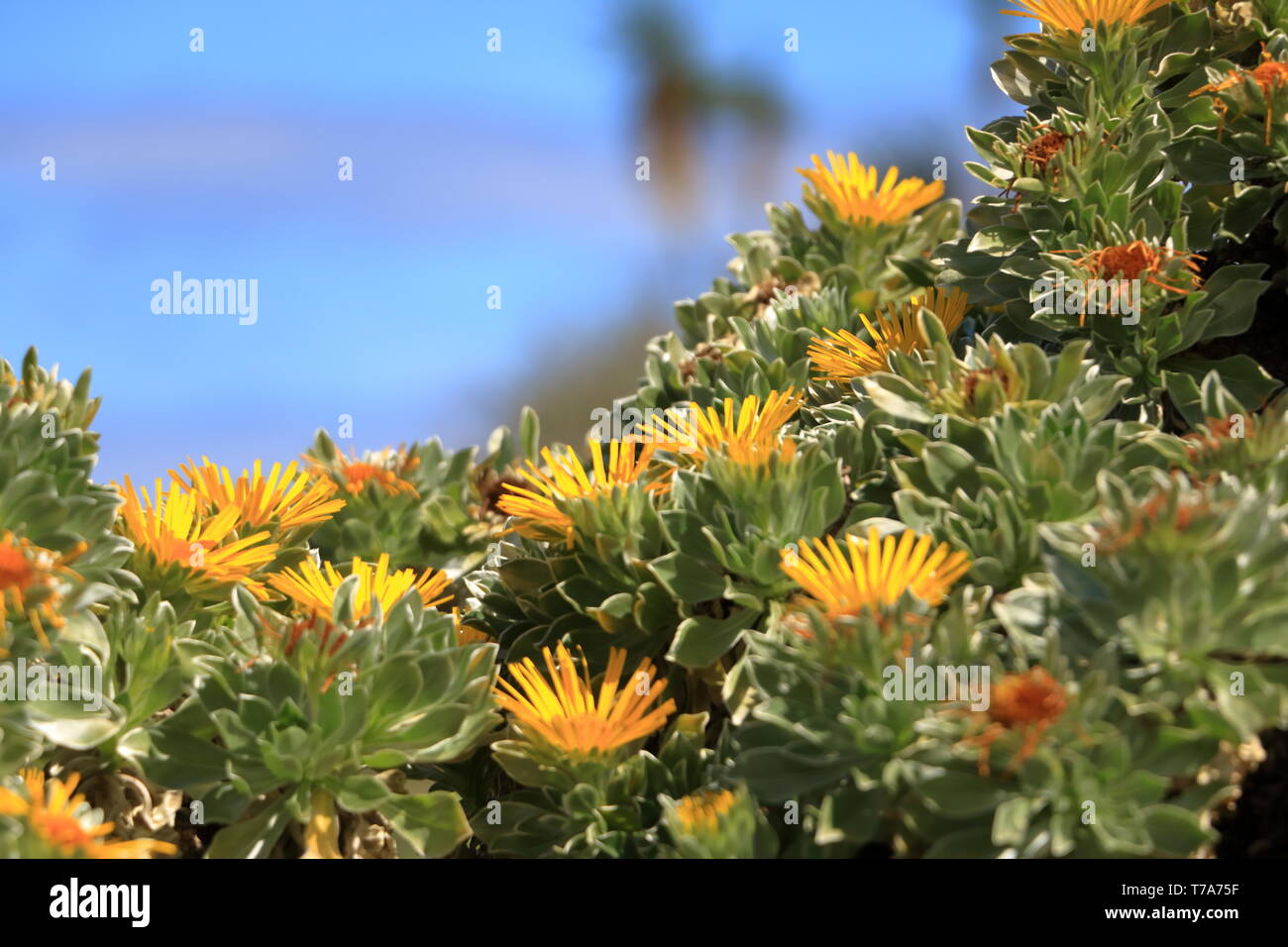 marguerite-des-les-canaries-banque-de-photographies-et-d-images